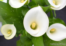 De Calla Ivory Art